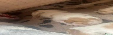 Basset Hound Puppy 6
