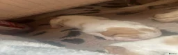 Basset Hound dogs for sale: Stunning basset pup - Advert 5
