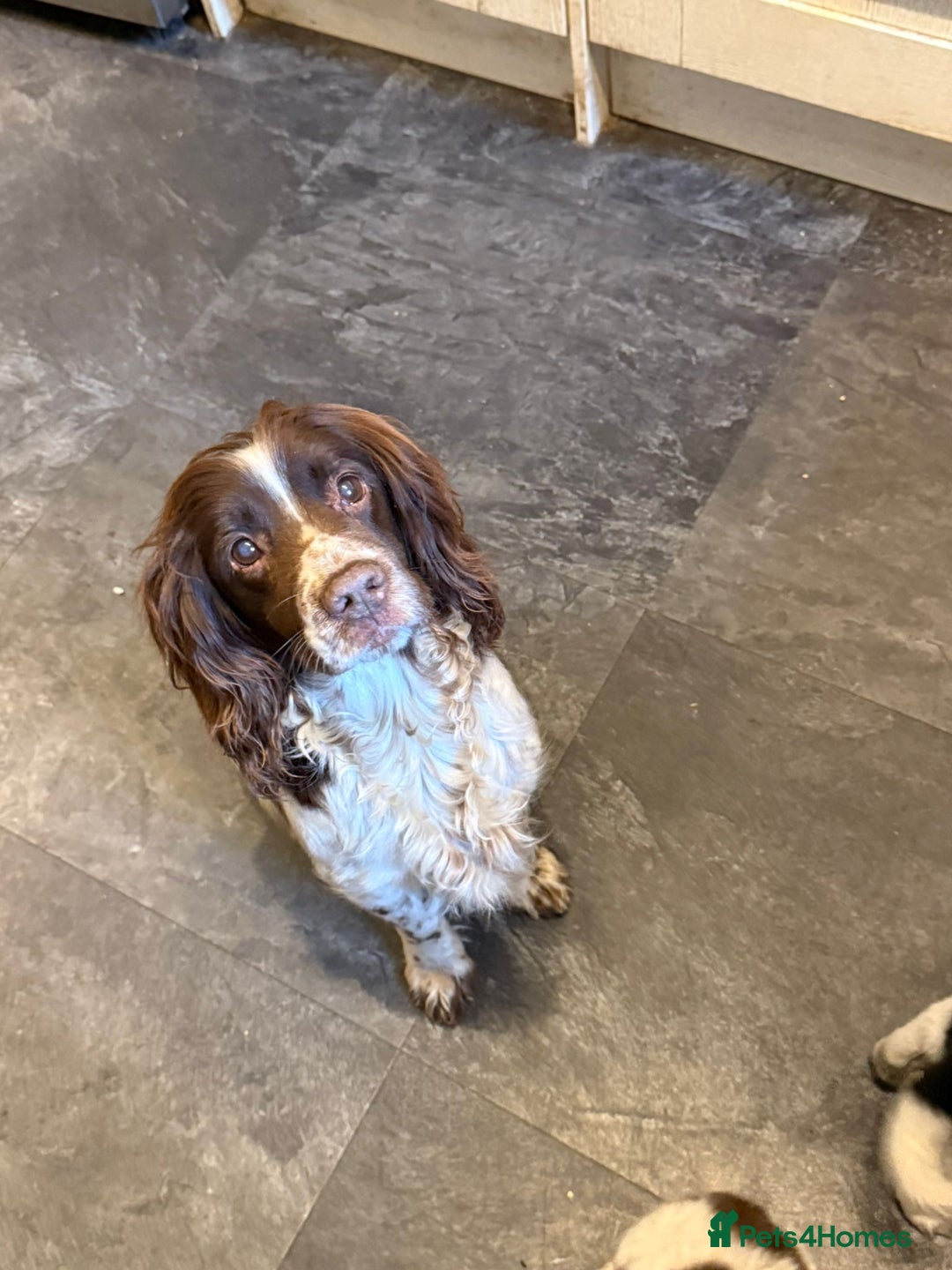 English Springer Spaniel dogs for sale: Springer Pups looking for new homes  - Advert 2