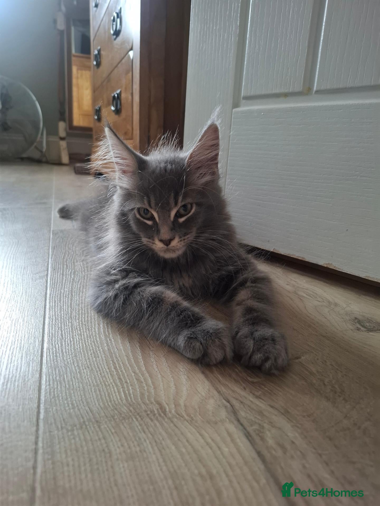Maine Coon cats Tica registered Maine coon boy - Advert 1