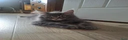 Maine Coon cats for sale: Tica registered Maine coon boy - Advert 1