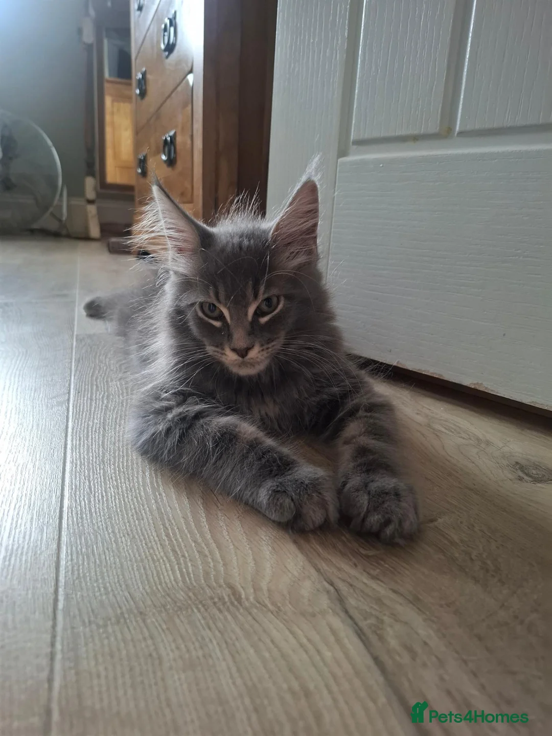 Maine Coon cats for sale: Tica registered Maine coon boy - Advert 1
