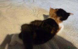 Mixed Breed cats for sale: Stunning kittens available Leicestershire  - Image 5