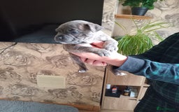 Staffordshire Bull Terrier dogs for sale: Kc Registered staff bull terrier blue  brindle  - Image 9