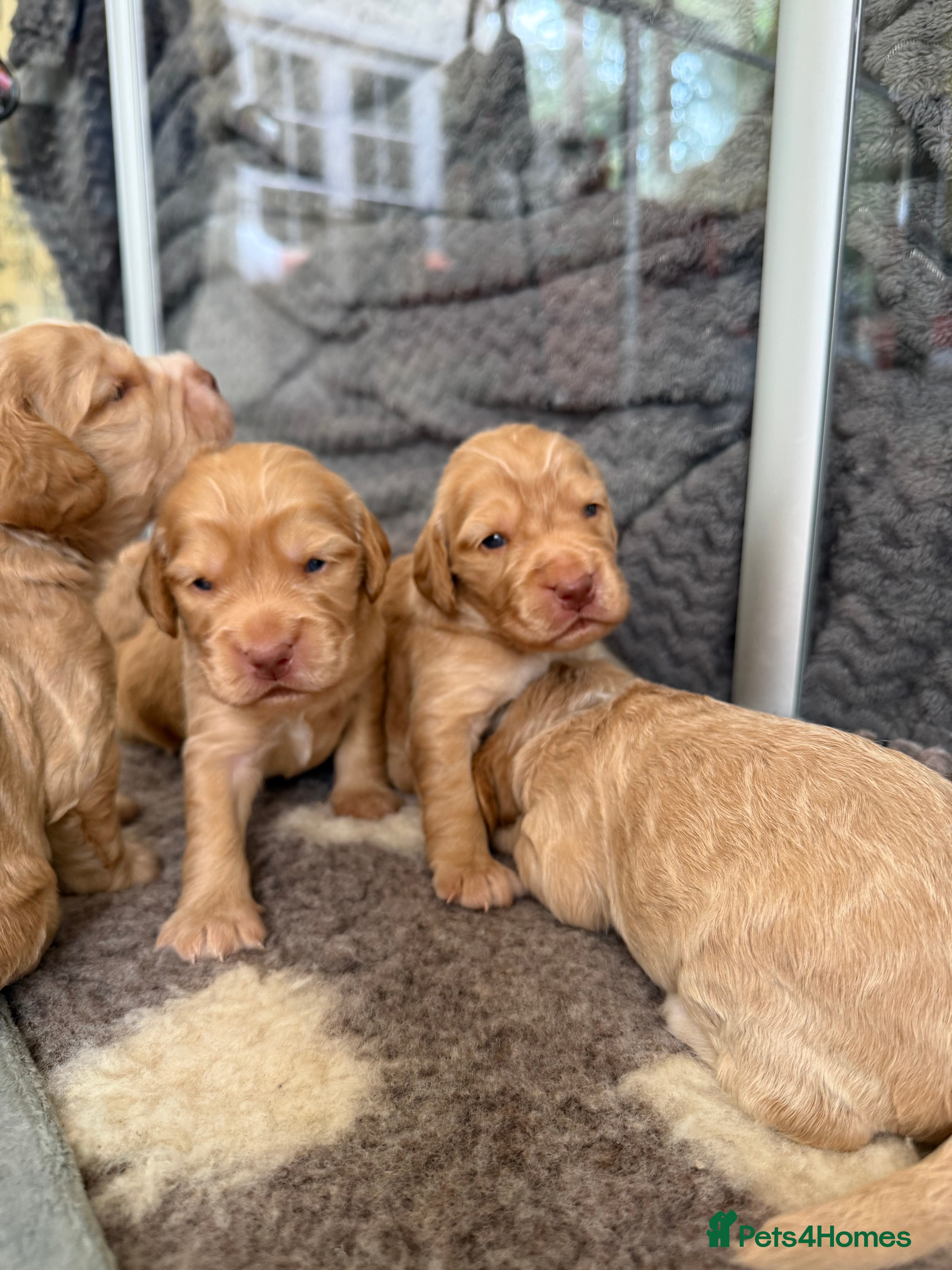 Cocker Spaniel dogs Beautiful Show Cocker Spaniel Pups  - Advert 2