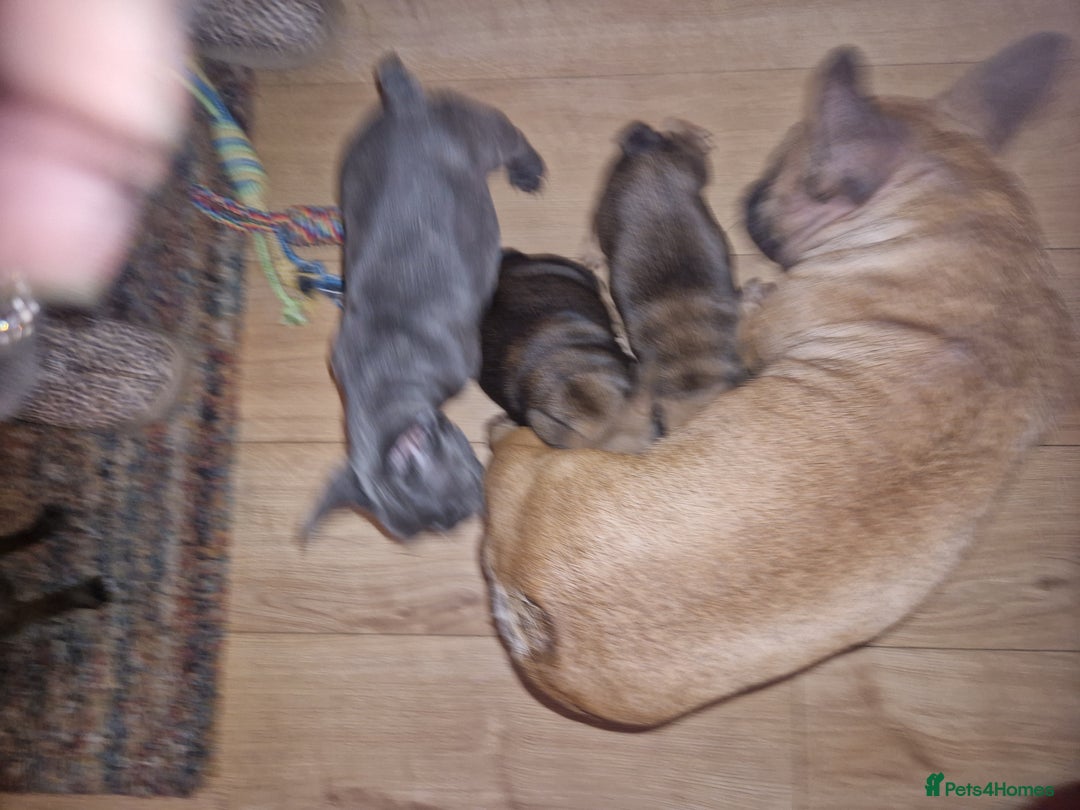 French Bulldog dogs for sale: French bulldogs  - Image 7