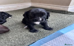 Sprocker dogs for sale: Sprocker spaniels F1 Ready 2nd October - Image 4