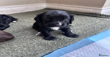 Sprocker dogs - Advert 7