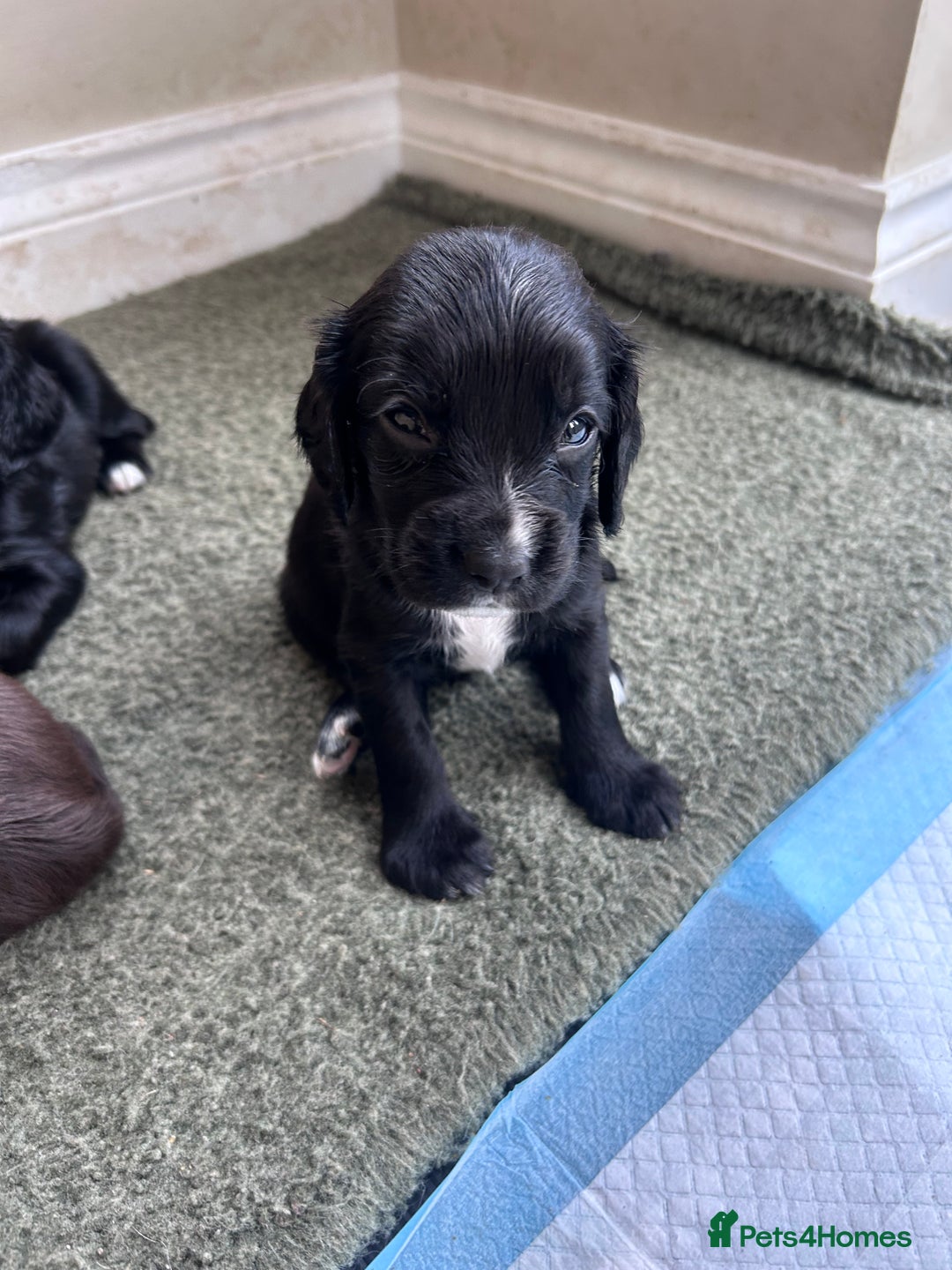 Sprocker dogs for sale: Sprocker spaniels F1 Ready 2nd October - Image 4