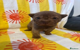 Shar Pei dogs for sale: Stunning Shar Pei Pups - Image 15