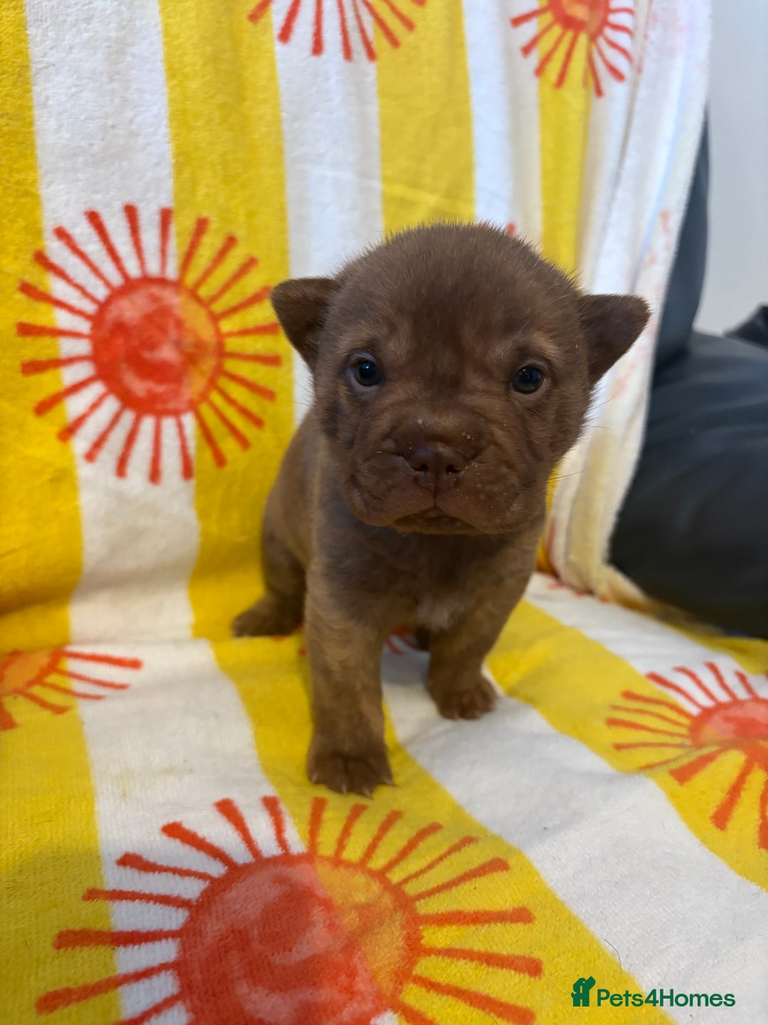 Shar Pei dogs for sale: Stunning Shar Pei Pups - Image 15