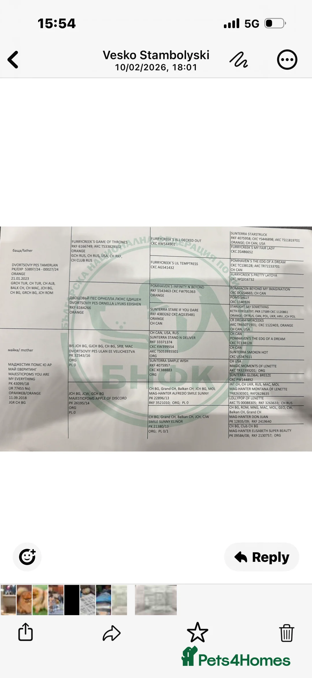 Pomeranian dogs for sale: Mr Kolev  - Advert 2