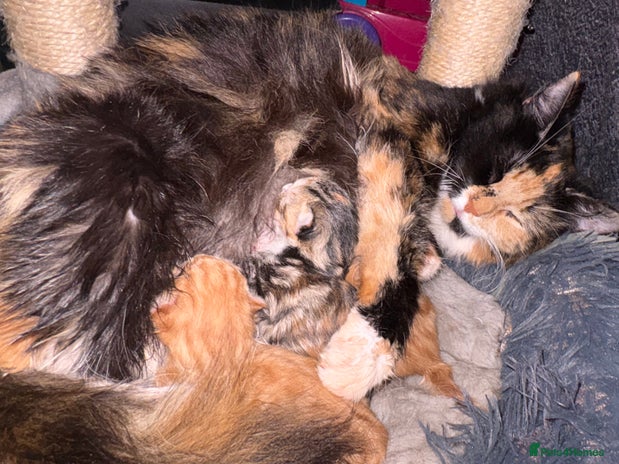 Mixed Breed cats - Advert 16