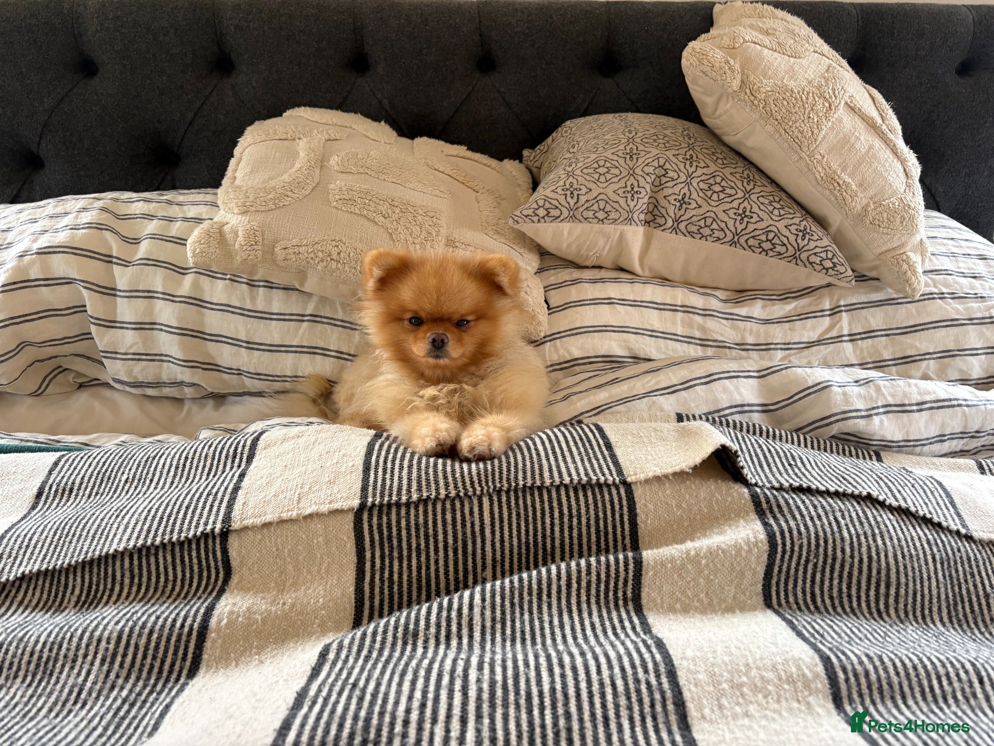 Pomeranian dogs Cream Pomeranian for stud. - Advert 9