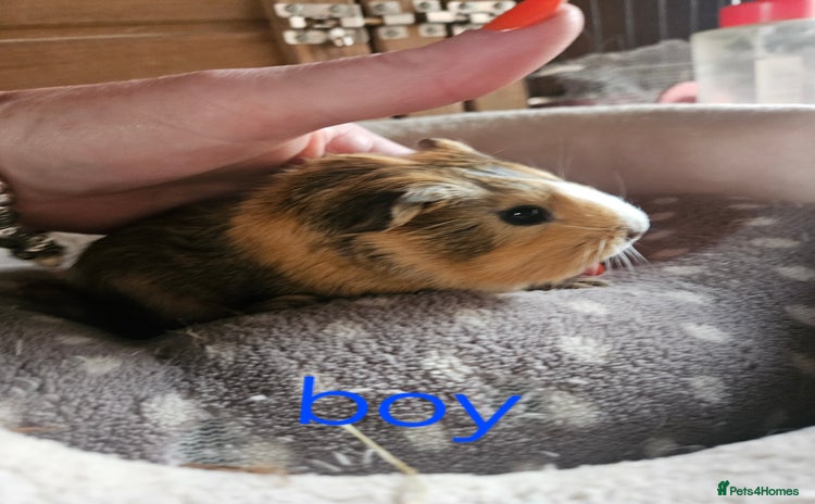 Guinea Pig rodents - Advert 14