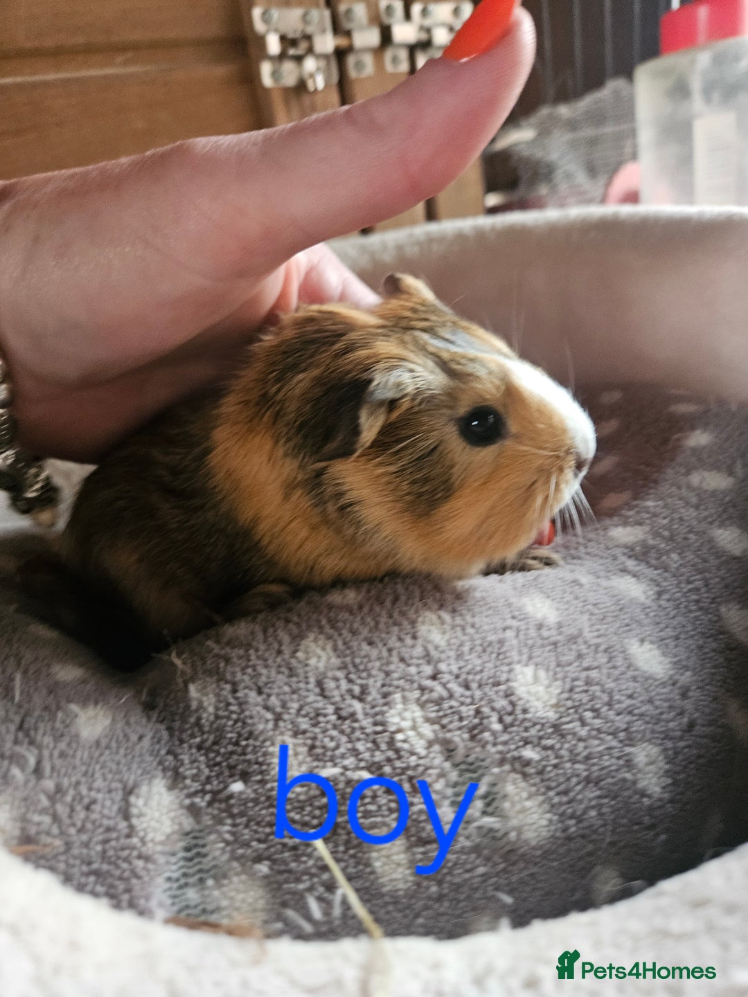 Guinea Pig rodents for sale: Baby boy guinea pigs and 1 girl - Image 1
