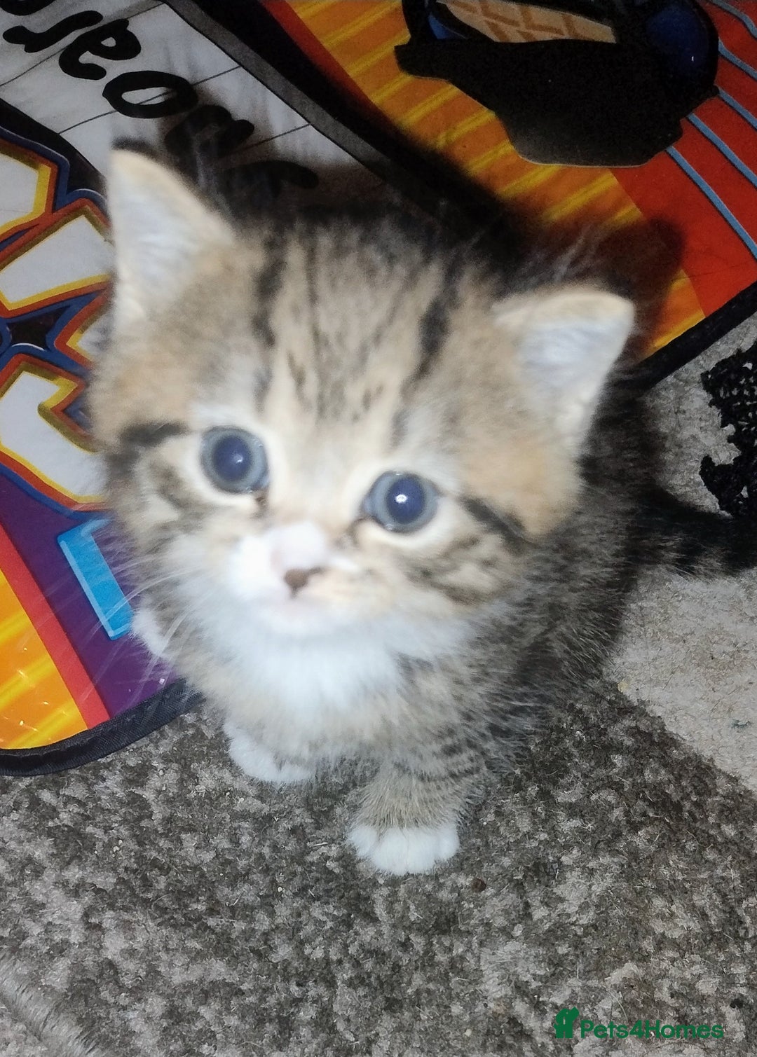 Mixed Breed cats for sale: Kittens ready to go. - Advert 10