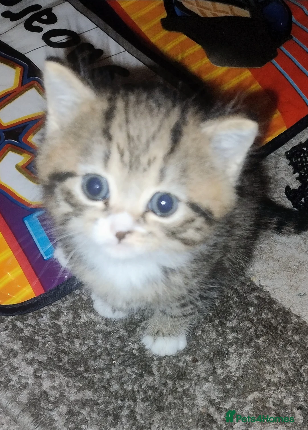 Mixed Breed cats for sale: Kittens ready to go. - Advert 10
