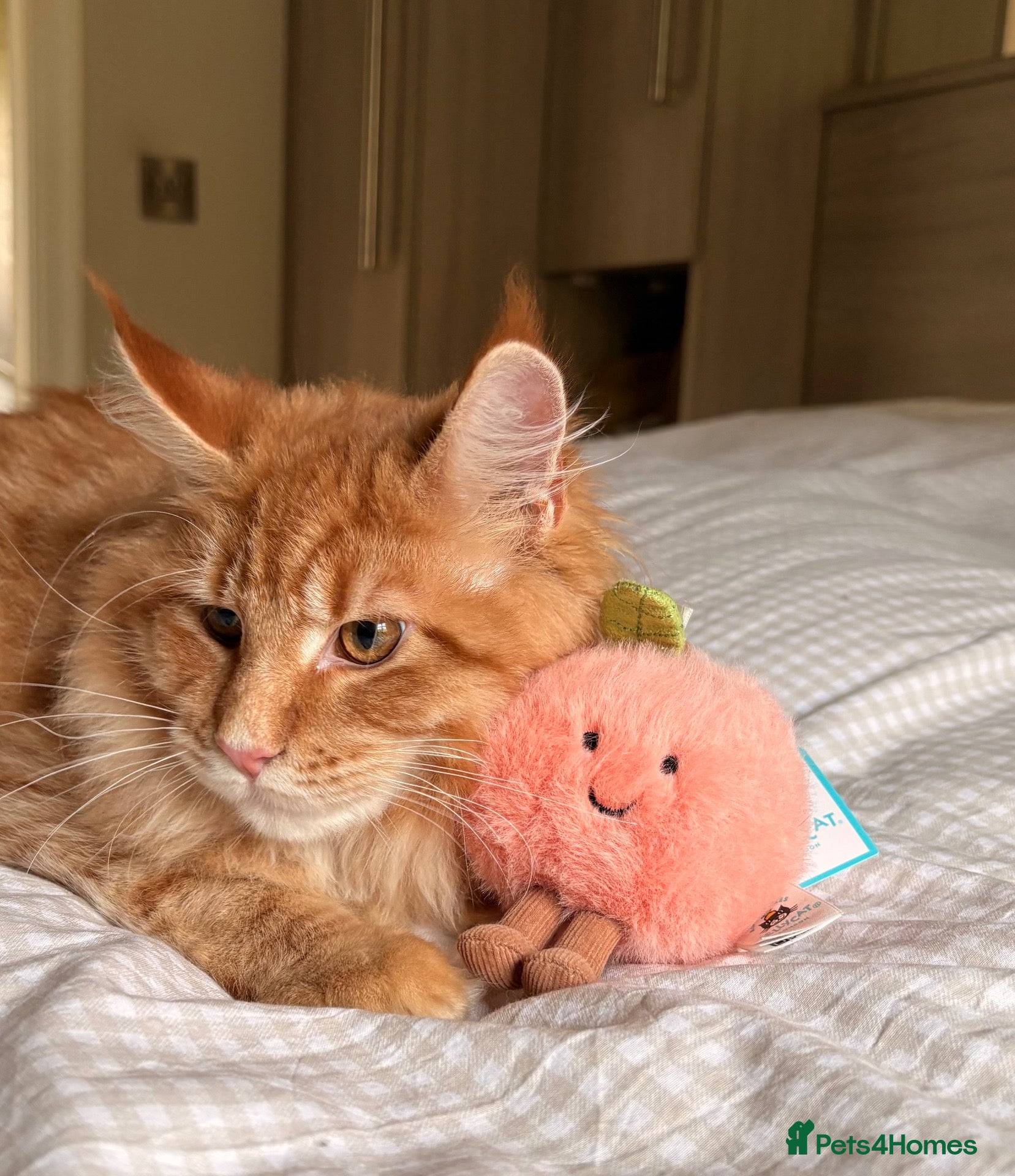Maine Coon cats for sale: TICA reg FULL PEDIGREE MALE KITTEN  - Advert 2