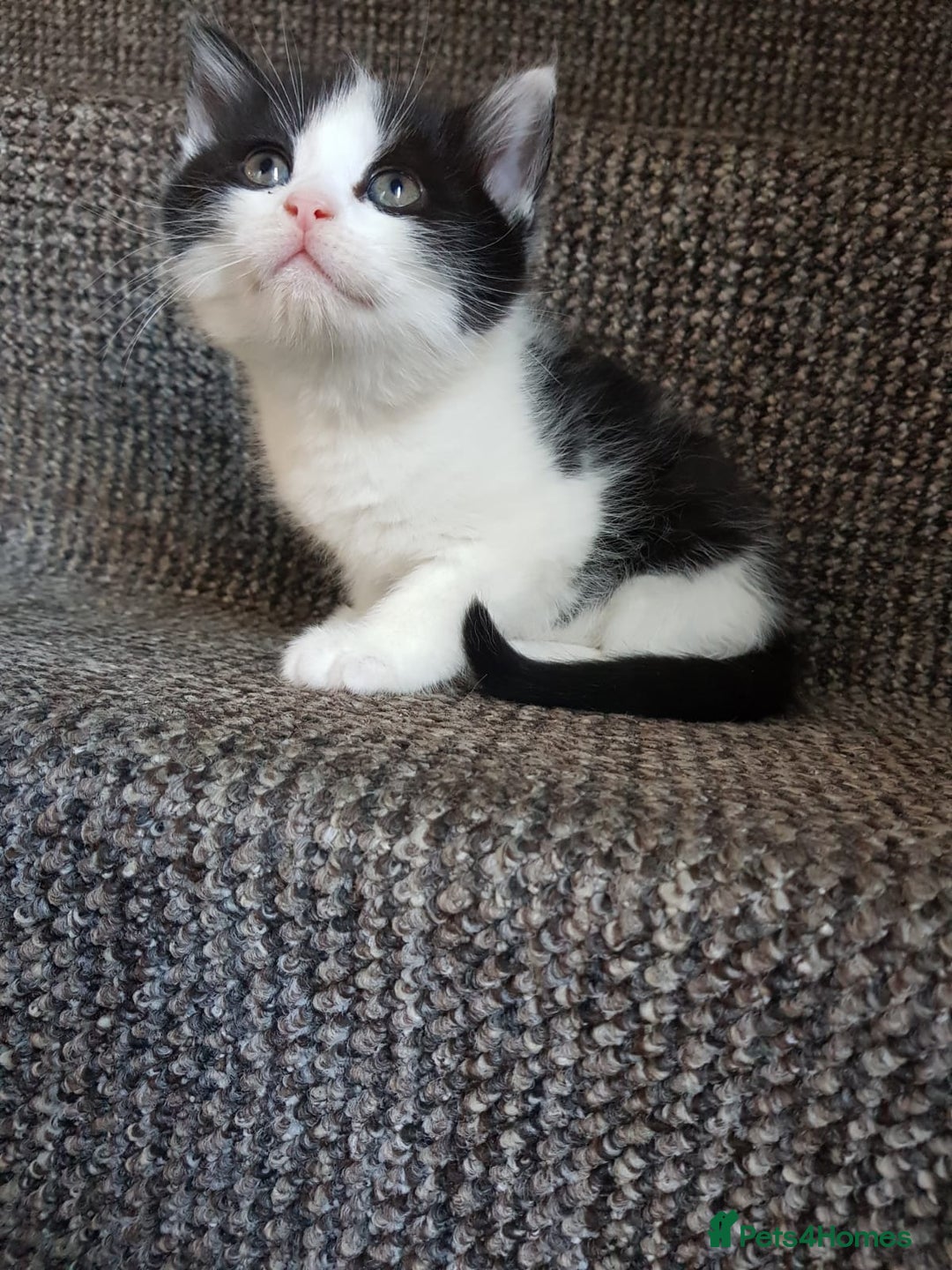 Mixed Breed cats for sale: Long & short-haired kittens  in Leicester - Image 5