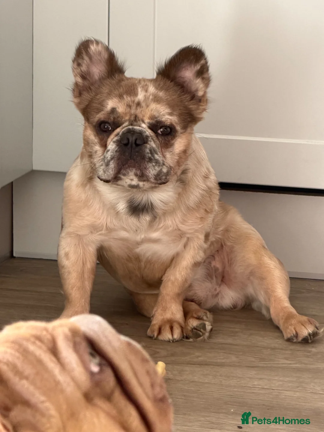 French Bulldog dogs for sale: Fluffy French Bulldog - please Read description in Northallerton - Advert 1