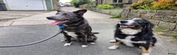 Border Collie dogs for sale: Border Collie Pups - Advert 1