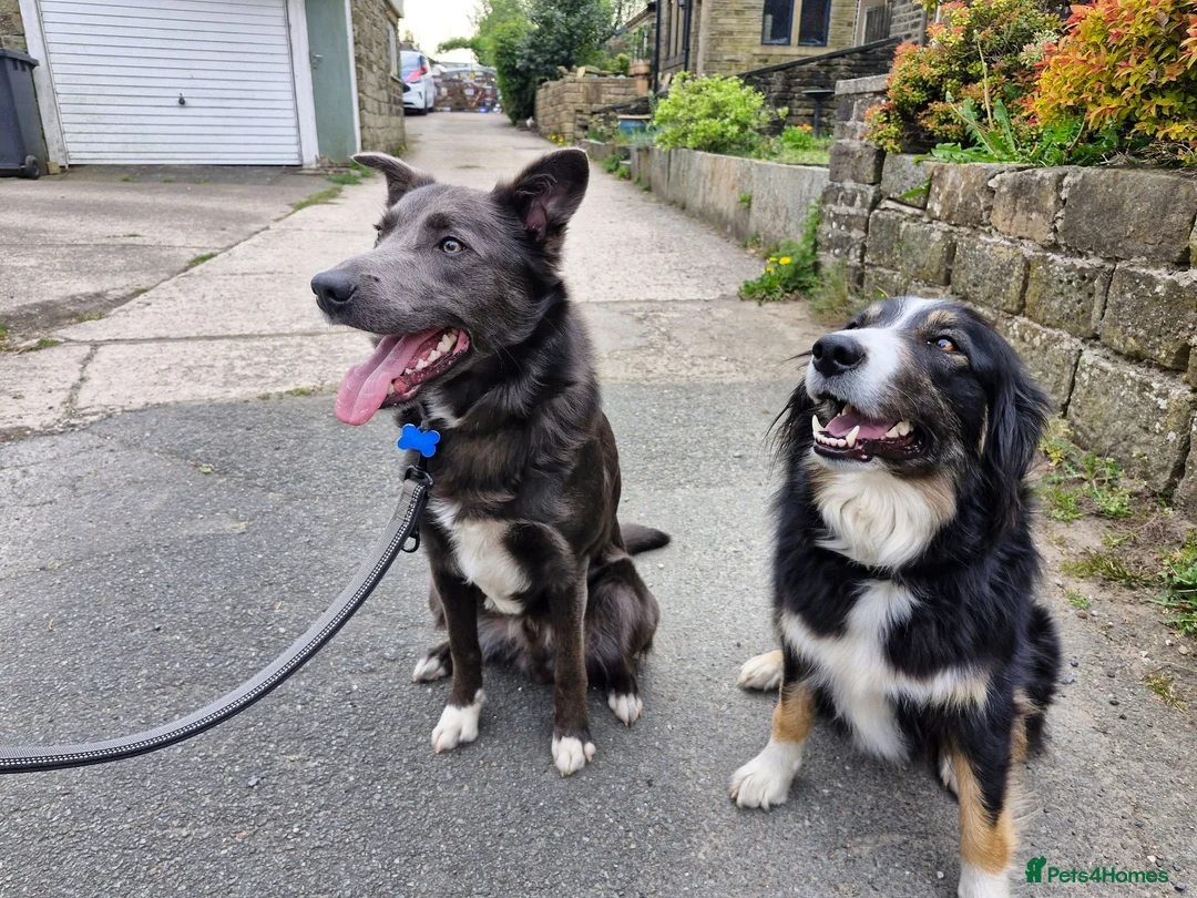 Border Collie dogs for sale: Border Collie Pups - Advert 1