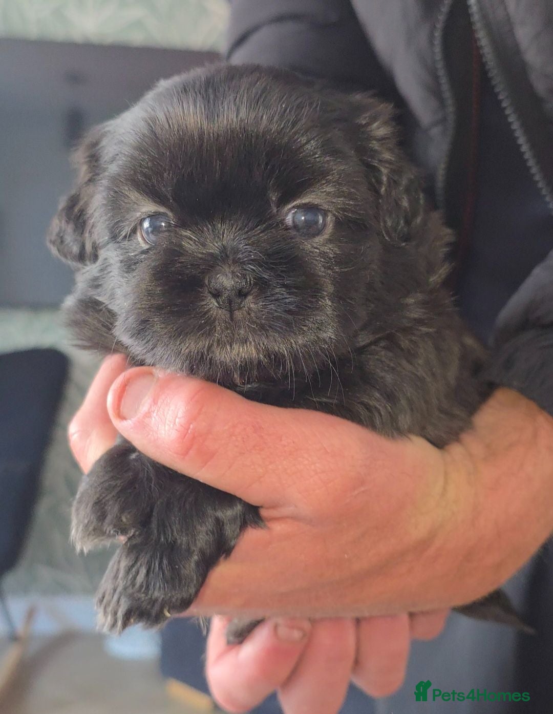 Shih Tzu dogs Beautiful Shih Tzu Puppies 5 girls 1 boy - Advert 2