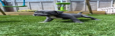 Staffordshire Bull Terrier Puppy 4