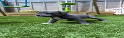 Staffordshire Bull Terrier dogs for sale: Staffordshire bull terriers for sale  - Advert 14