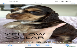 Cocker Spaniel dogs for sale: OUTSTANDING KC REG COCKER SPANIEL PUPPIES  - Image 10