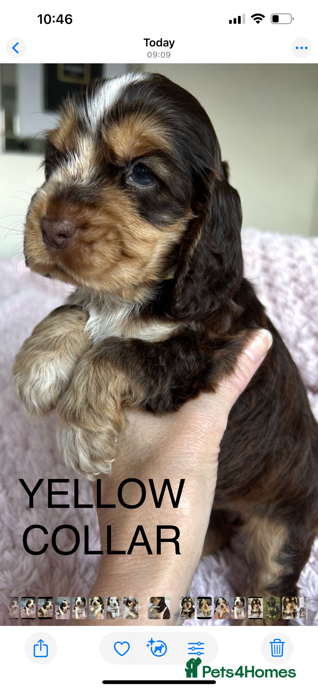 Cocker Spaniel dogs for sale: OUTSTANDING KC REG COCKER SPANIEL PUPPIES  - Image 10