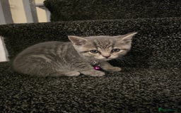 British Shorthair cats for sale: Adorable British kittens. Ready for new home. - Image 8