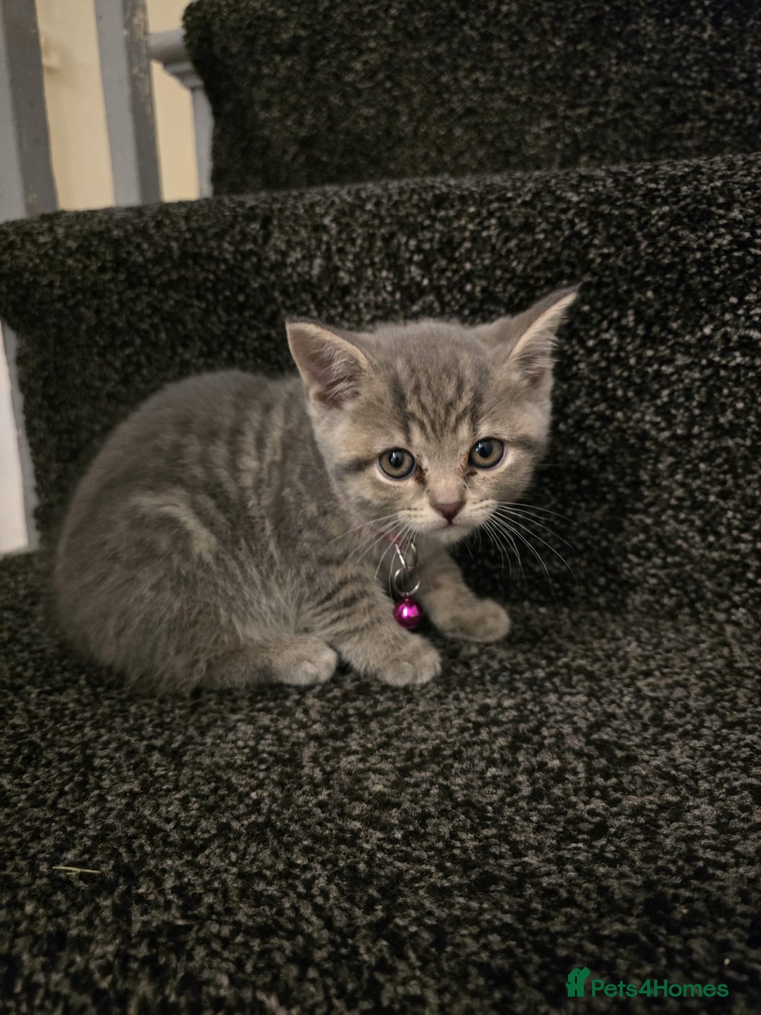 British Shorthair cats for sale: Adorable British kittens. Ready for new home. - Image 8