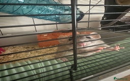 Rat rodents for sale: Female Pair of Rats - Image 5