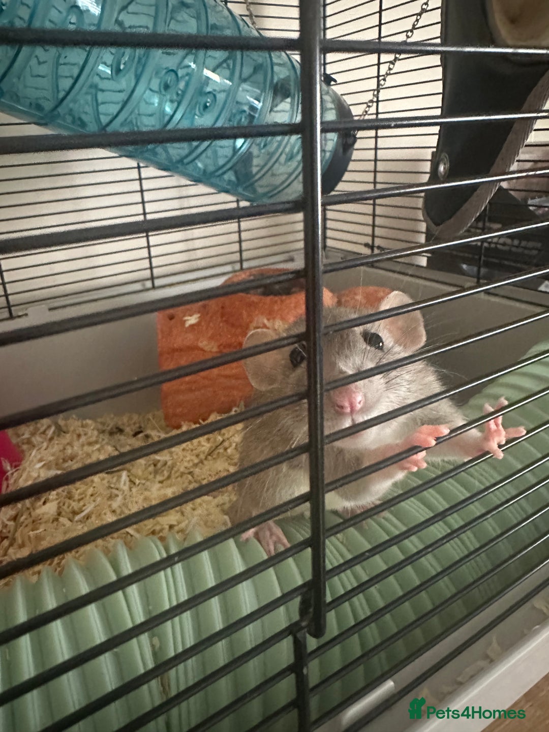 Rat rodents for sale: Female Pair of Rats - Image 5