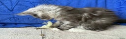 Maine Coon cats for sale: Maine coon girl - Advert 6
