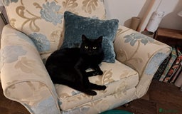 European cats for adoption: Handsome boy looking for a perfect forever home - Image 4