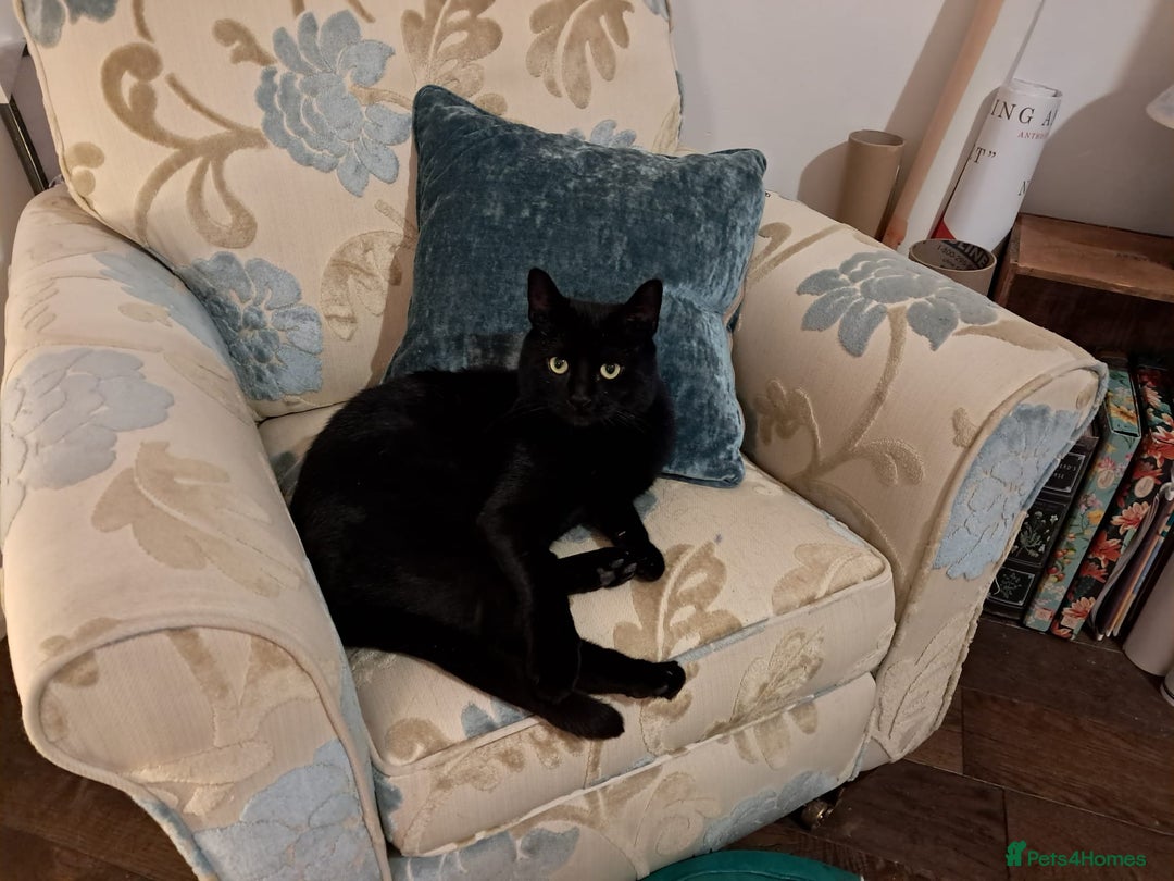 European cats for adoption: Handsome boy looking for a perfect forever home - Image 4
