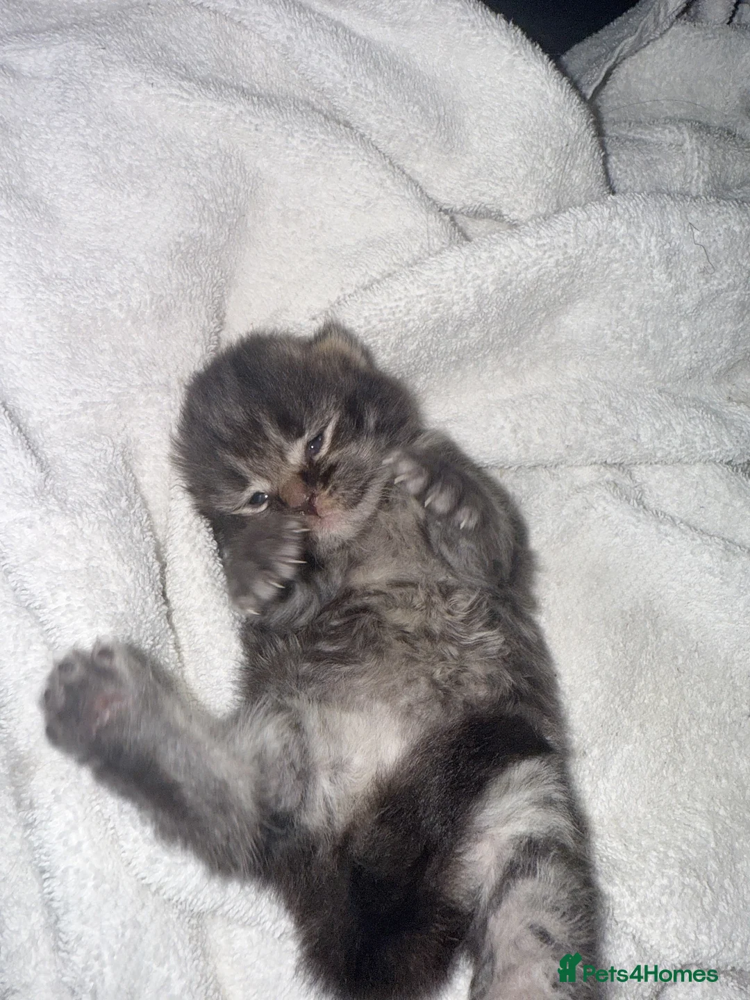 Mixed Breed cats for sale: Scottish fold  - Advert 3