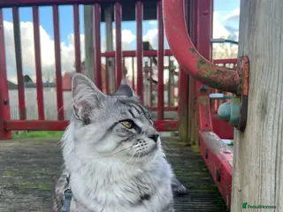 Maine Coon cats Dexter - XXL Maine Coon Male (Age: 1 Yr) - Advert 3