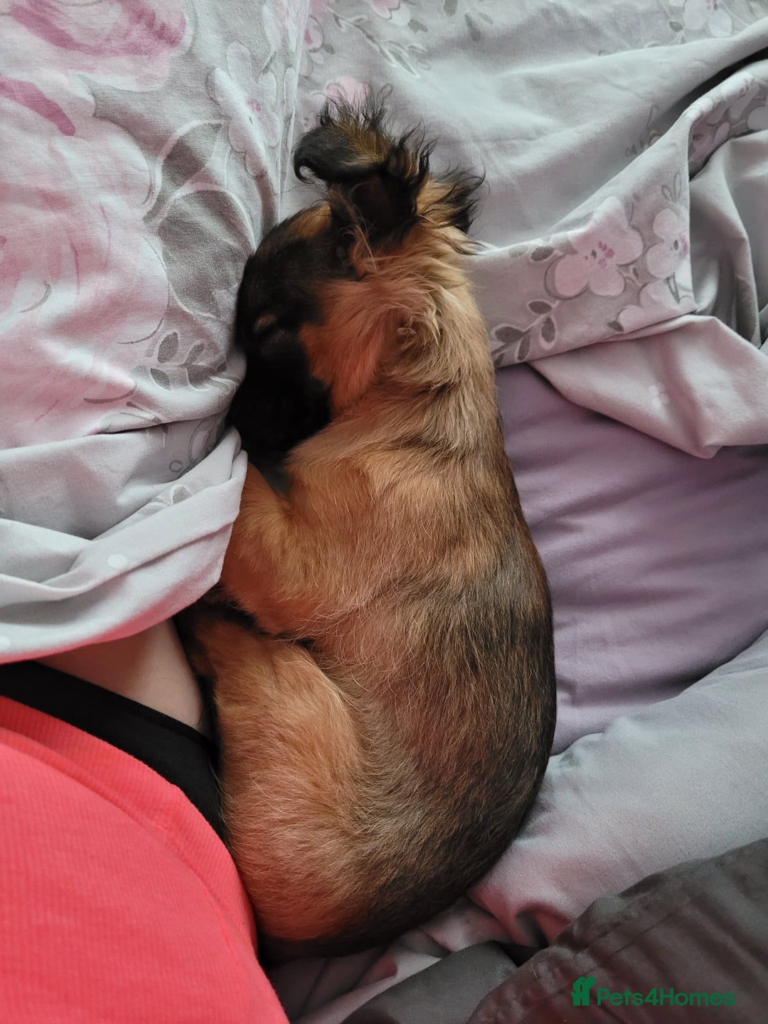 Mixed Breed dogs for sale: Chihuahua x jack males - Image 4