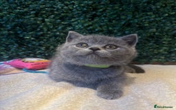 British Shorthair cats for sale: 💕British Shorthair Blue Kittens💕 - Image 14