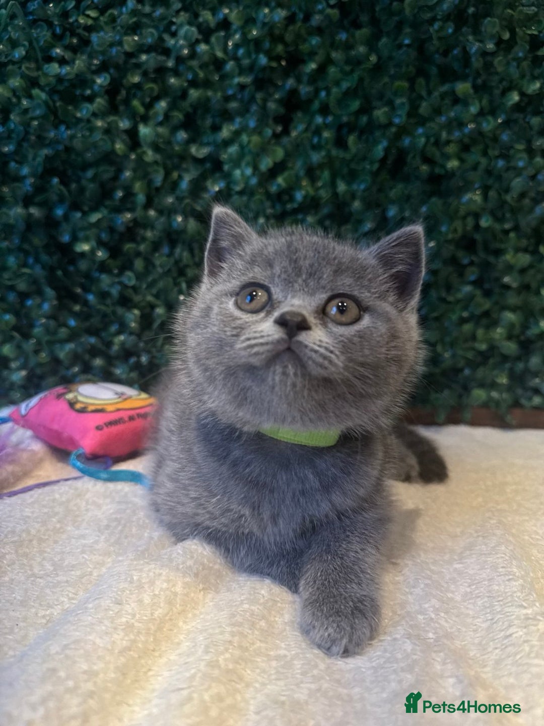 British Shorthair cats for sale: 💕British Shorthair Blue Kittens💕 - Image 14