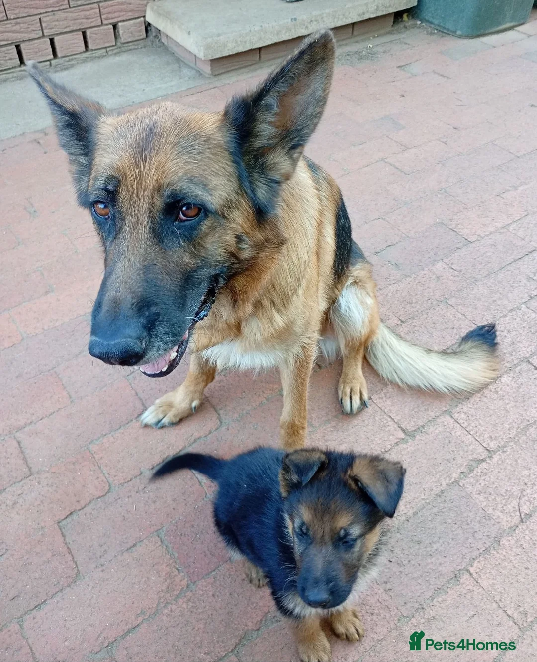 German Shepherd dogs for sale: German Shepherd Puppies For Sale – Boy & Girls in Barry - Advert 2