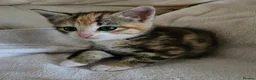 Mixed Breed cats for sale: Two lovely female tortoishell kittens - Advert 11