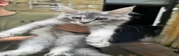 Maine Coon cats for sale: Champion Maine coon girl 💖 - Advert 5