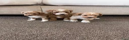 Maltipoo dogs for sale: F1 Toy Maltipoo puppies - Advert 3
