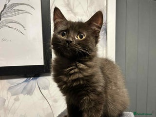 Mixed Breed cats - Advert 28