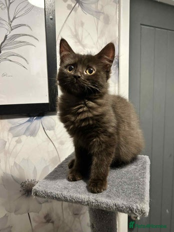 Mixed Breed cats - Advert 15